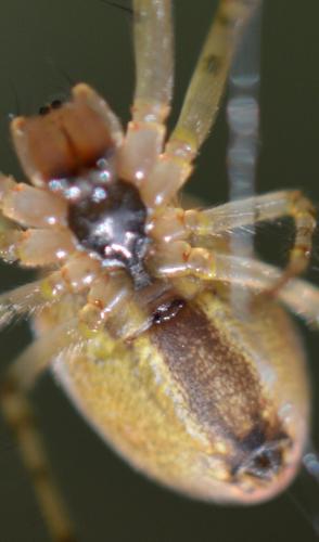 Metellina segmentata